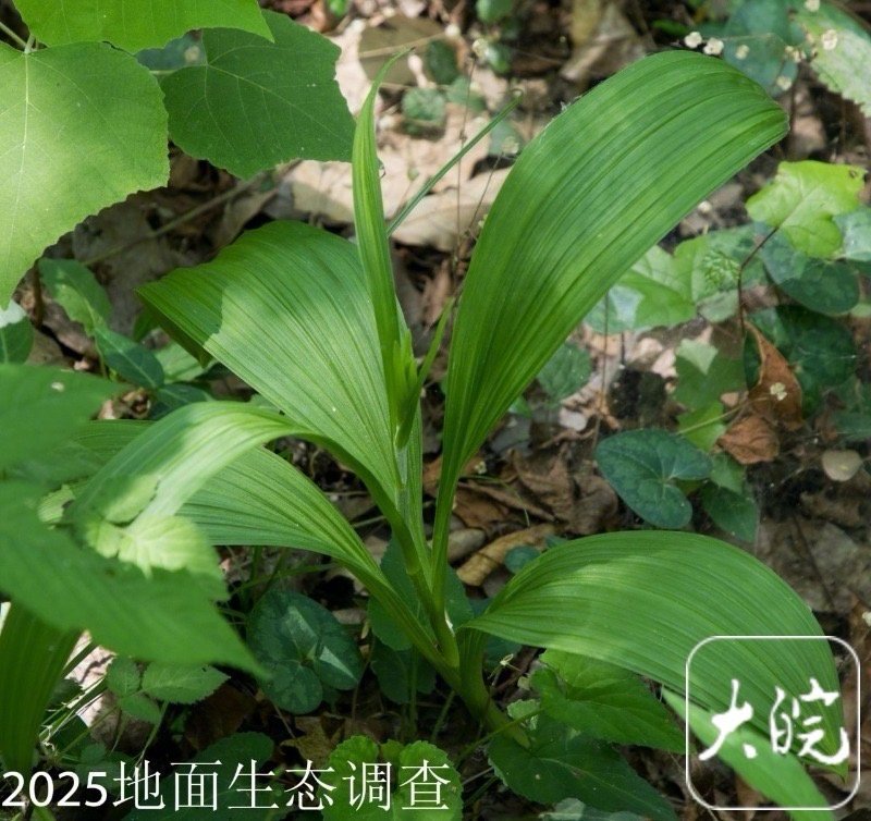 【#巢湖生态调查发现多种新记录物种#】6月5日，记者从巢湖管理局生态环境监测中心