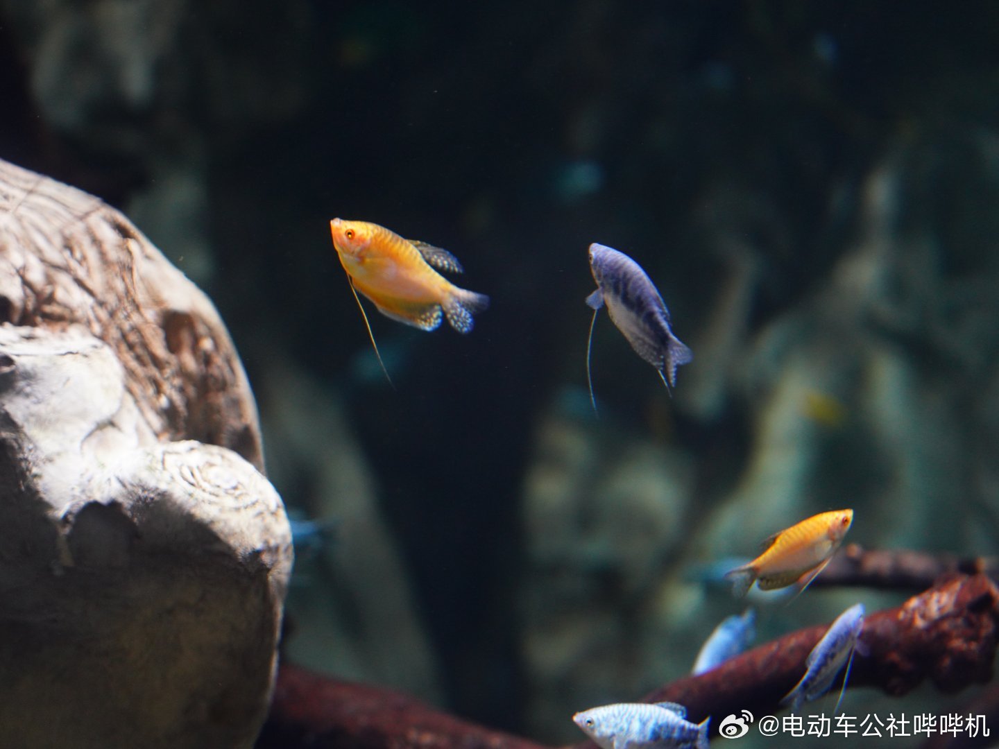 今晚萤火虫会发布全新高端产品线——以设计驱动的halo寻光系列，他们在城市中心打