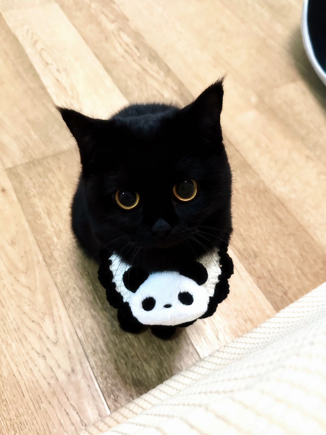 客人您好 我们店里不提供猫屎咖啡