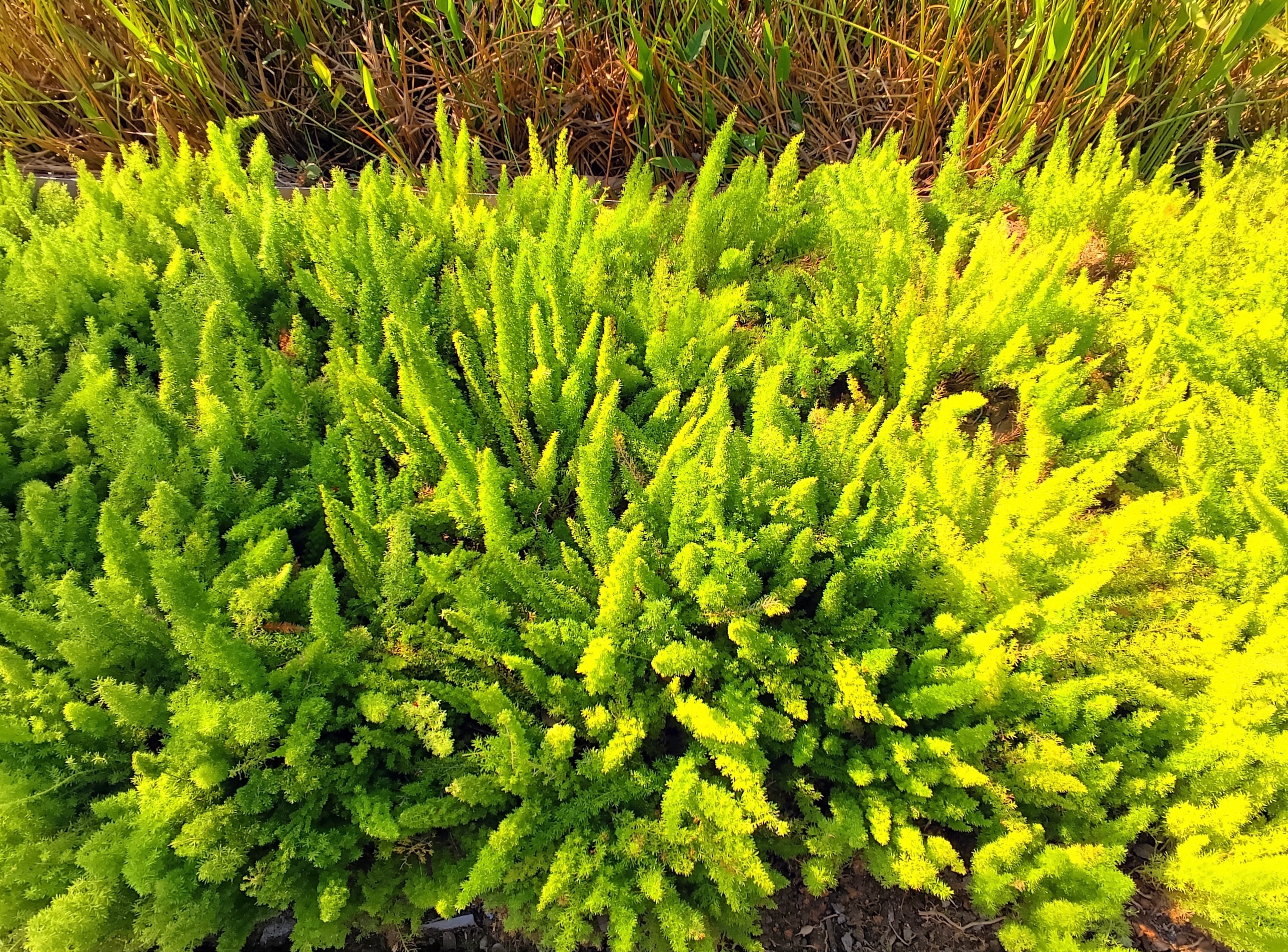 「Shot on Livis」👓赶紧给Livis拍的照片加点好看的水印！理想a