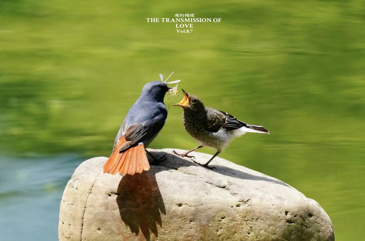 《爱的传递》
        该标题中“爱”体现画面中亲鸟对雏鸟的深情，是生物间