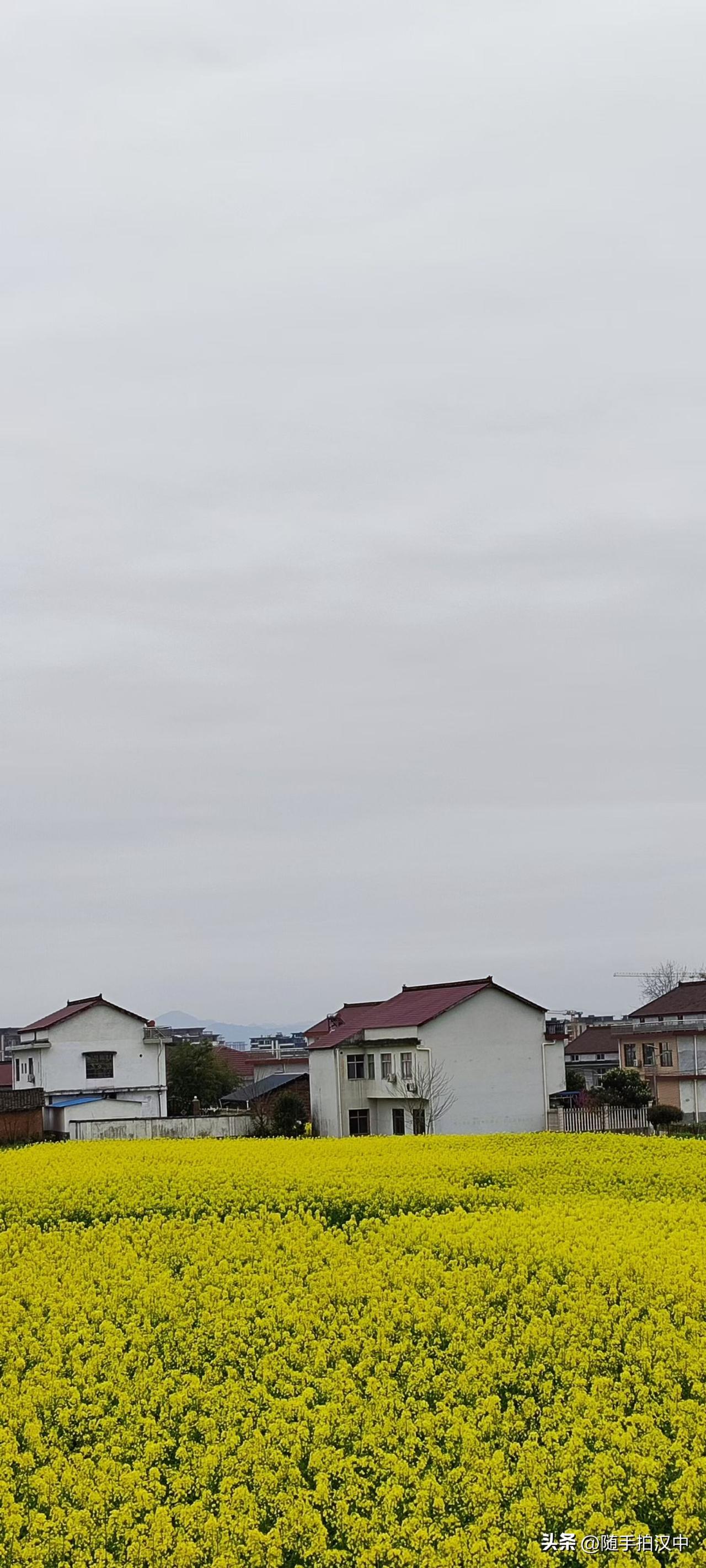 春日生活打卡季春日的阴天，层次浓淡的绿意没了晴天的光芒，恰好的养眼。一块一块的油