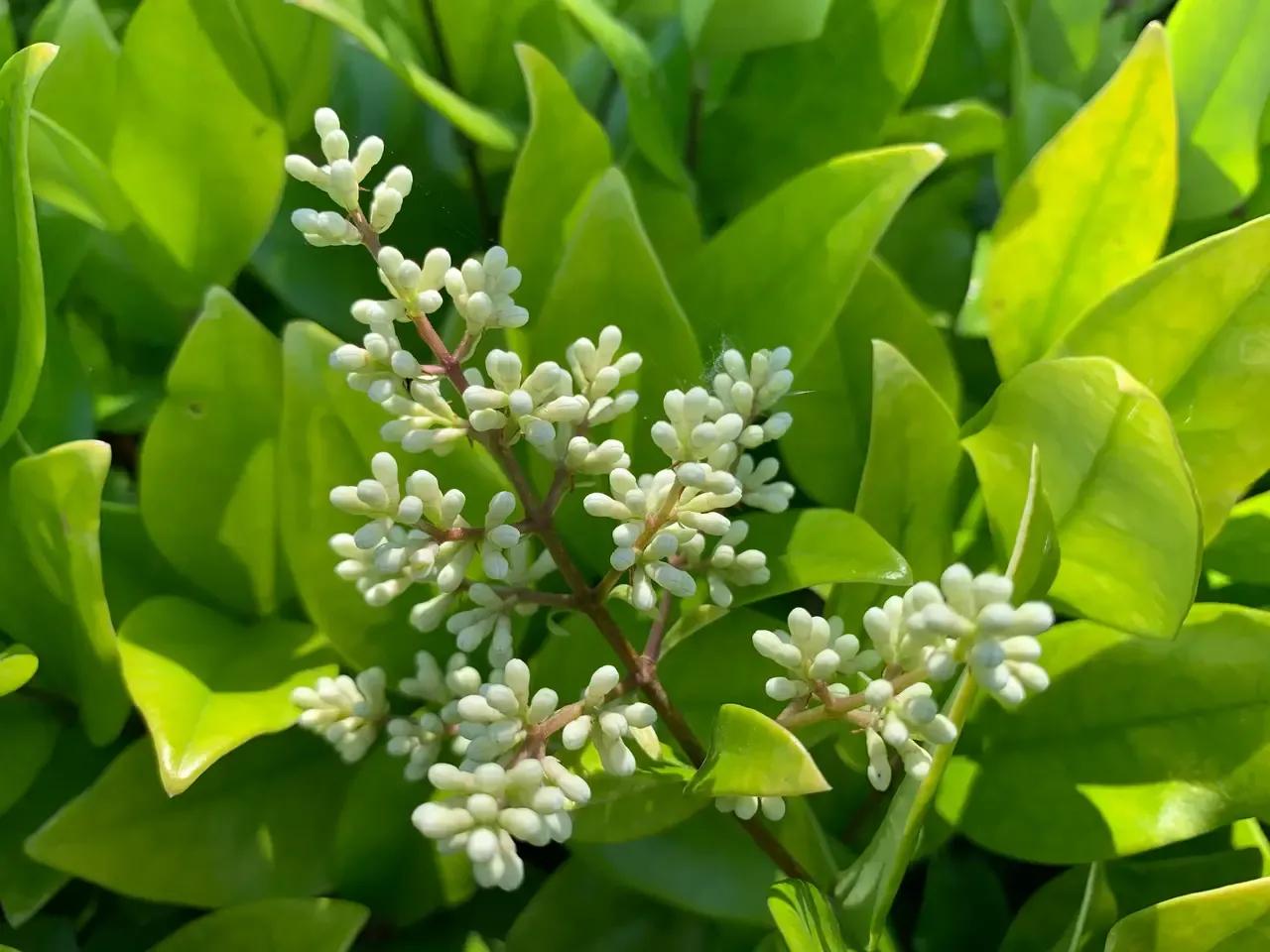 夏天是什么？是山林间深深浅浅的绿，绿得感觉都要流淌下来，那些绿有形状的，是各种各