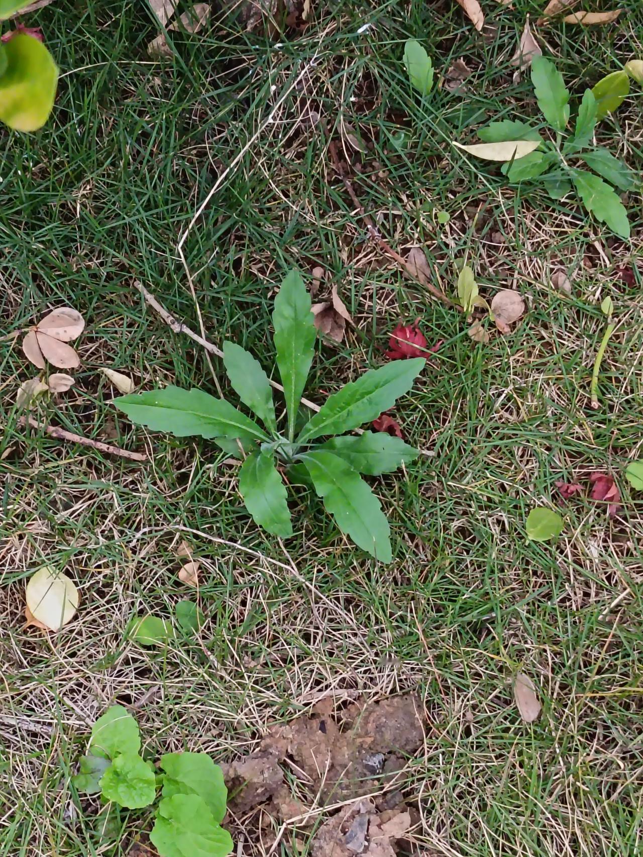 风裹着草屑擦过脚踝，它在碎光里轻轻晃。这株被踩过几脚的草，说不定是老人口里的“草