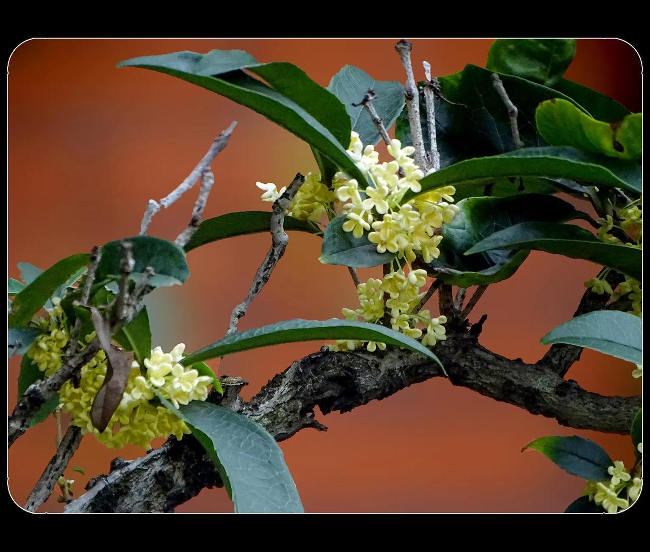 《桂花》
今年迟迟不开的桂花，好像在一眨眼之间全开了。一辆停靠在桂花楼下的汽车上