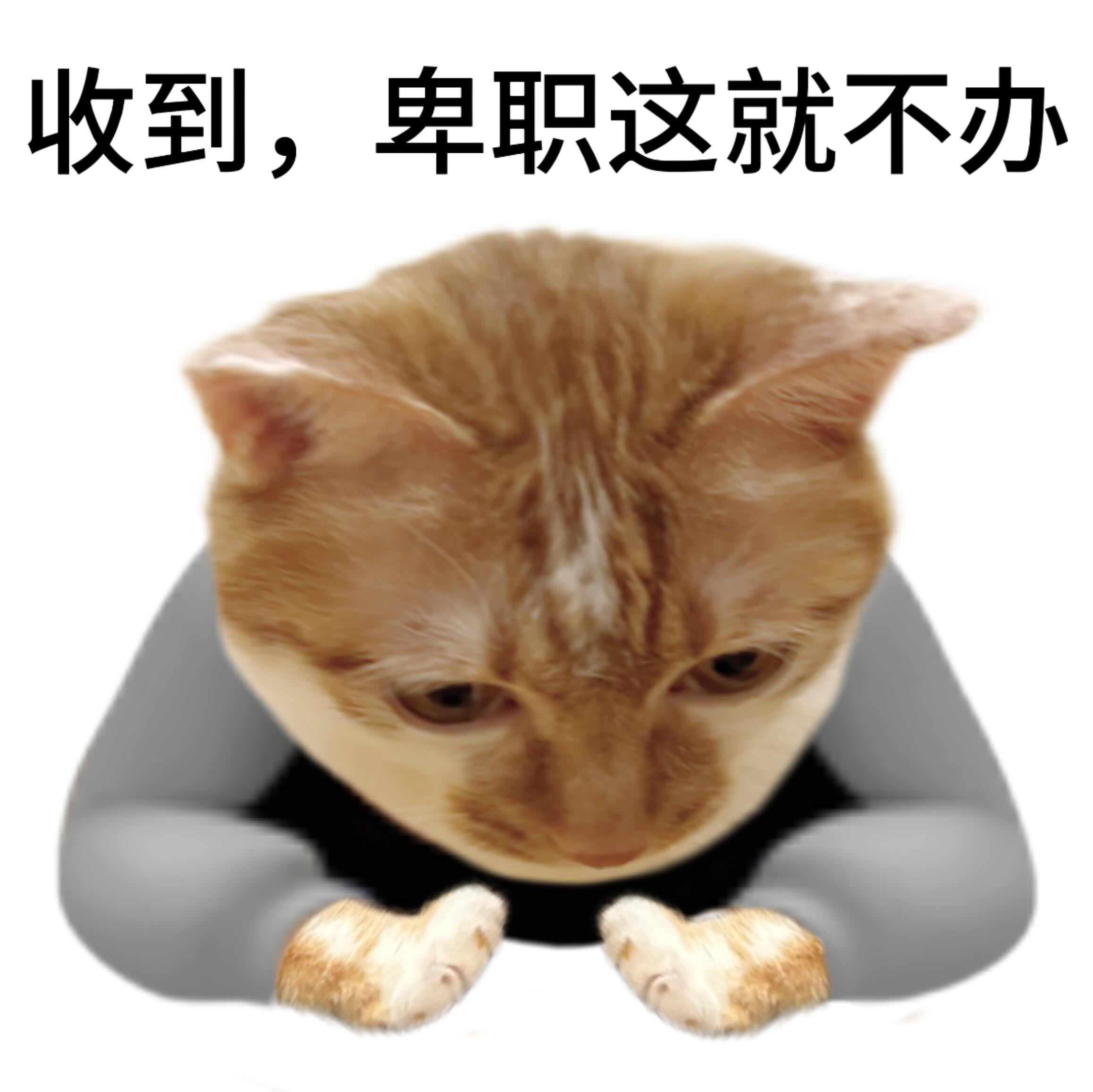 一组拿去给人添堵的猫猫表情包 ​​​
