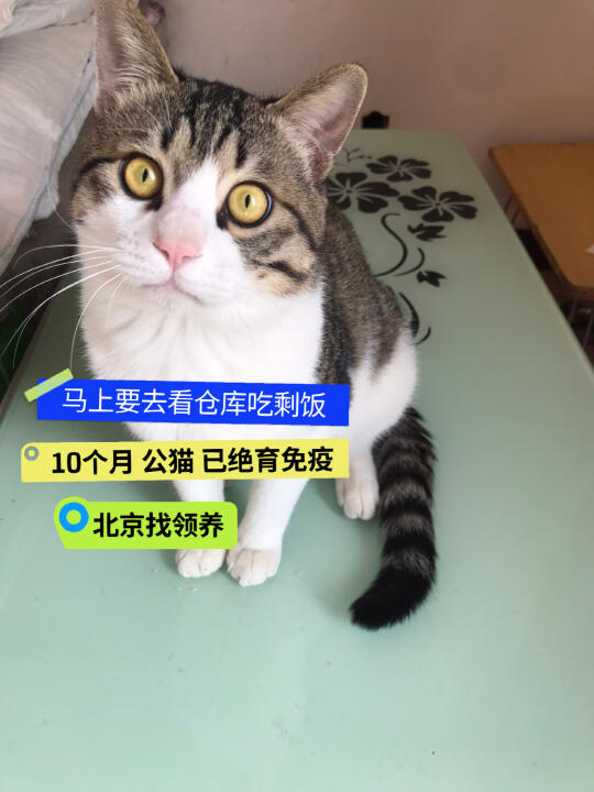 小猫马上要扔去看仓库，急死了