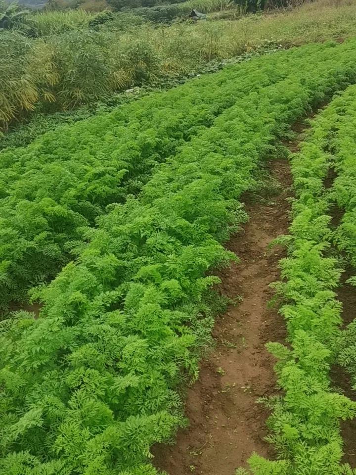 老岳父种了这么多菜，怎么吃得完？老人家的蒜苗 老父亲早餐 父亲种的老槐树 女婿智