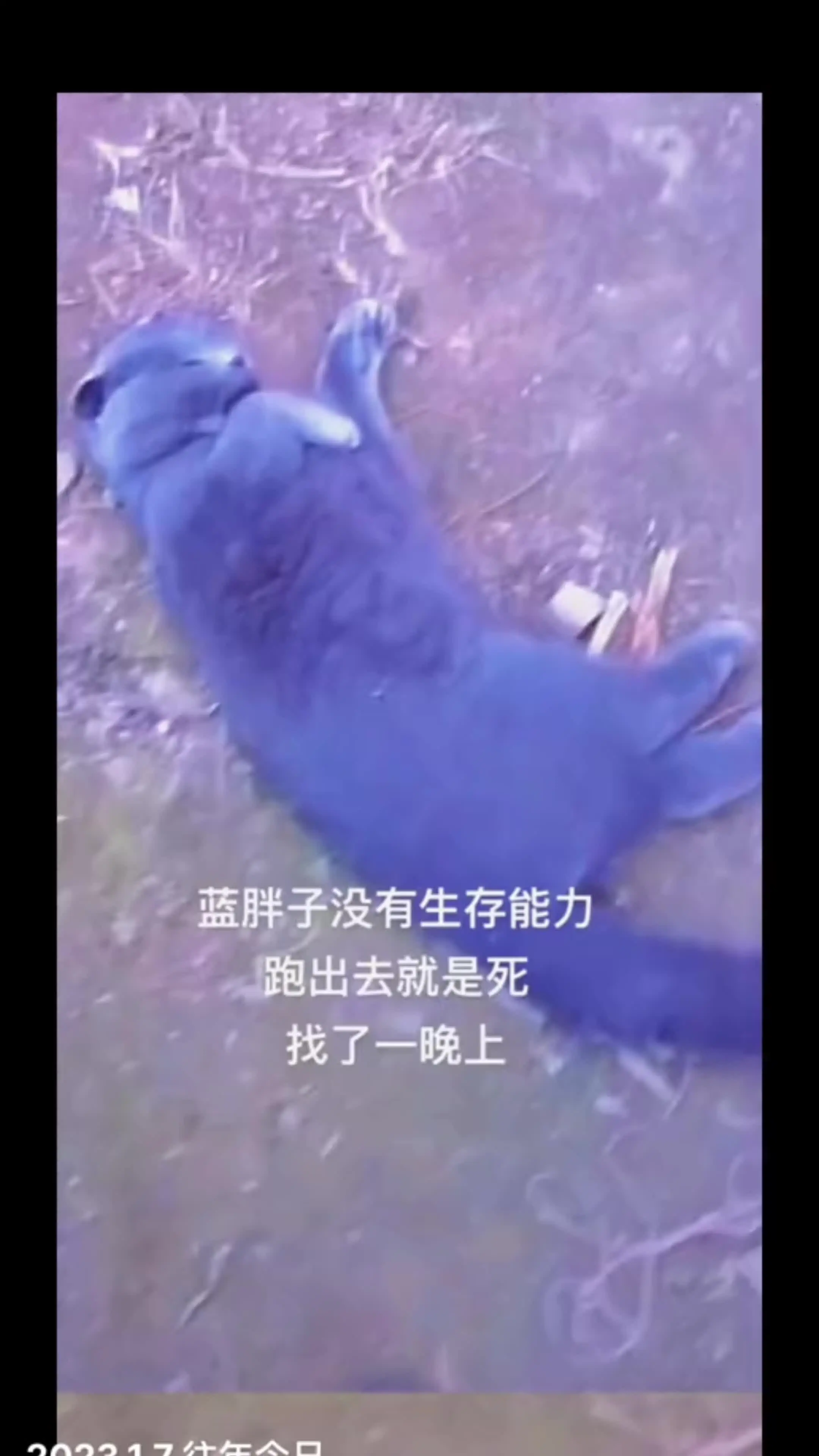 猫咪的迷惑行为 猫咪日常 蓝猫 猫里猫气 猫咪