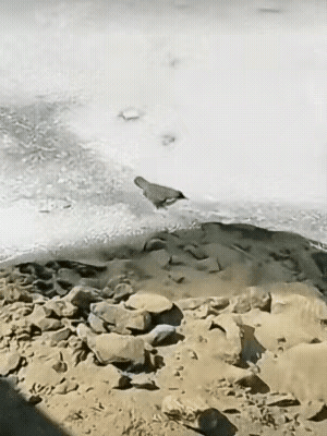 图1：也不知道从什么时候，这种个头小小的鸟儿，竟然还会下水捕鱼。