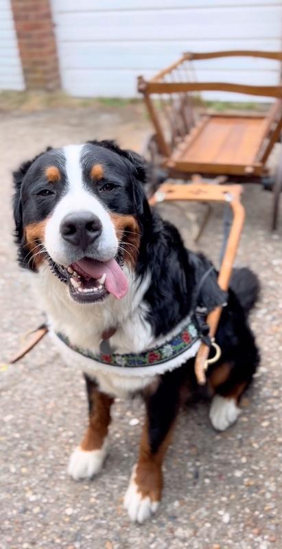 天价寻宠！广东一企业悬赏60万寻找走失爱犬
 
广东惠州某企业发布高额寻宠公告。