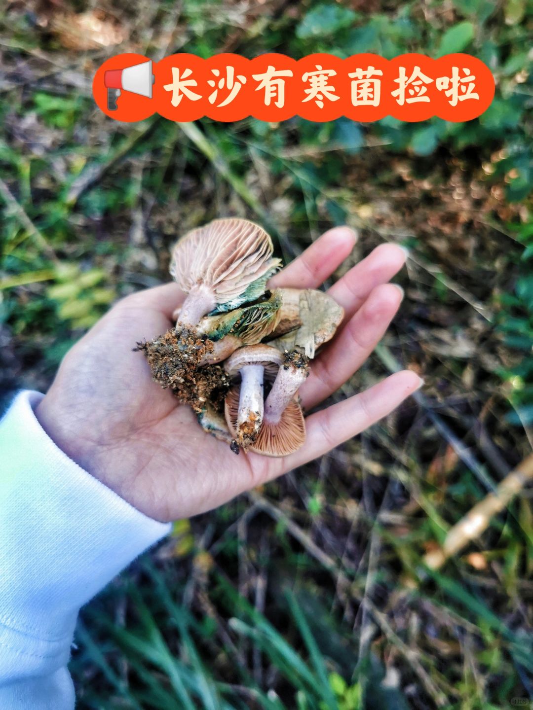 悄悄喊句📢长沙有寒菌捡啦❗️