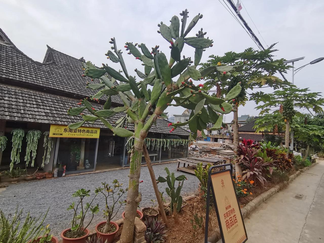 谁有花草照片，可以晒下吗西双版纳所见