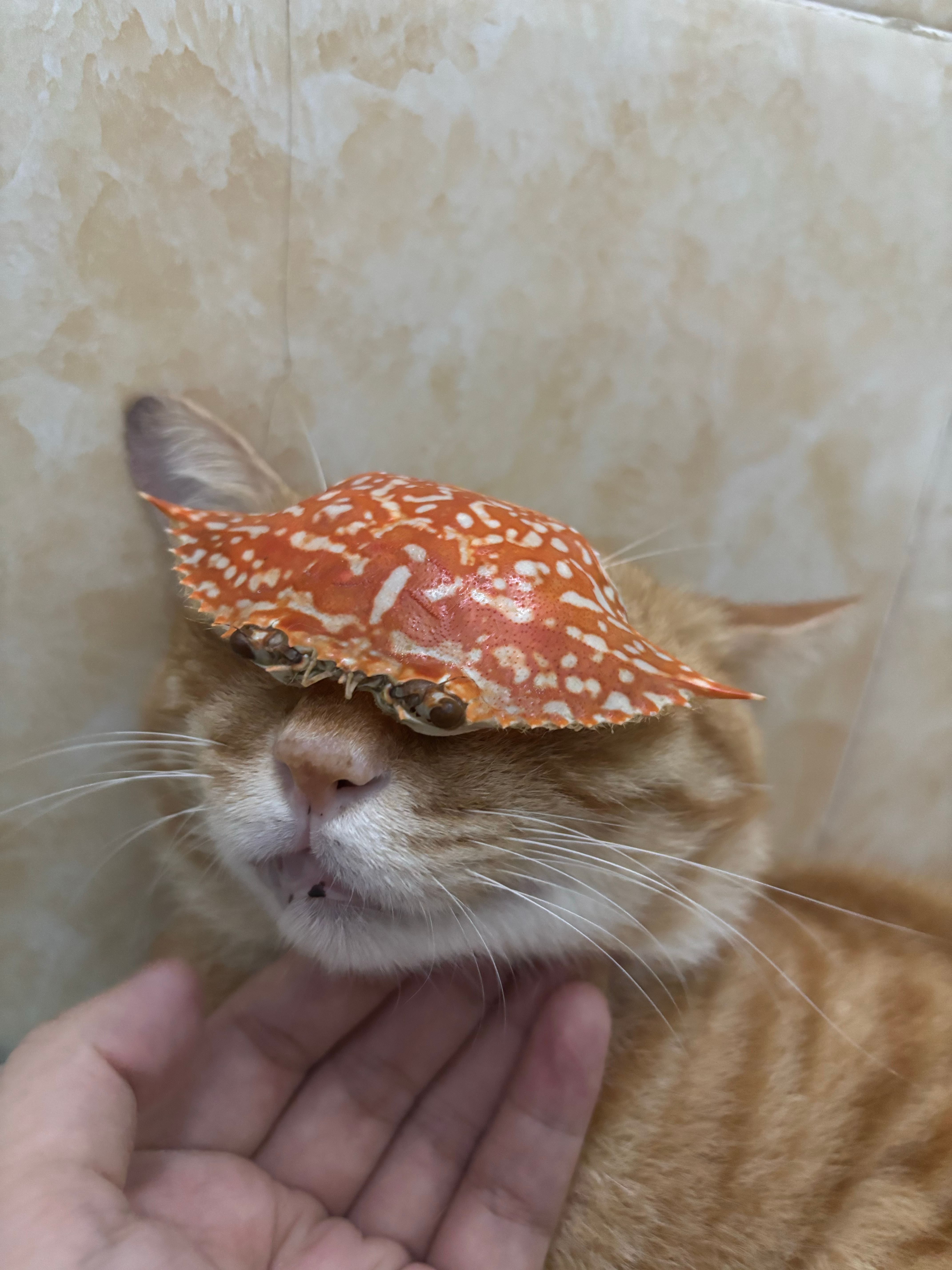 收手吧！梭子蟹 