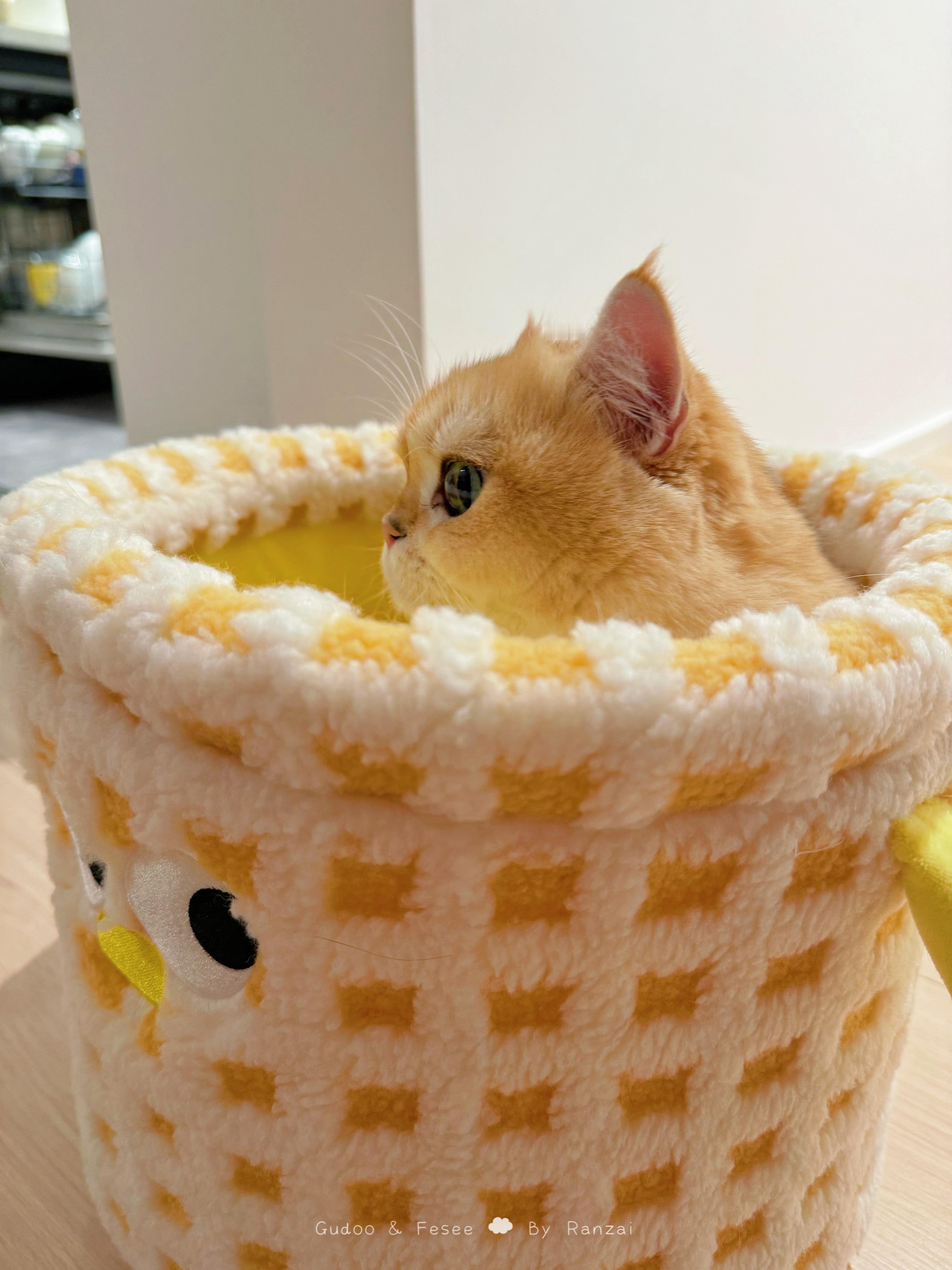 一笼金猪猪[彩虹屁]#菇冬怎么肥四[超话]##春日萌宠随手拍# ​​​