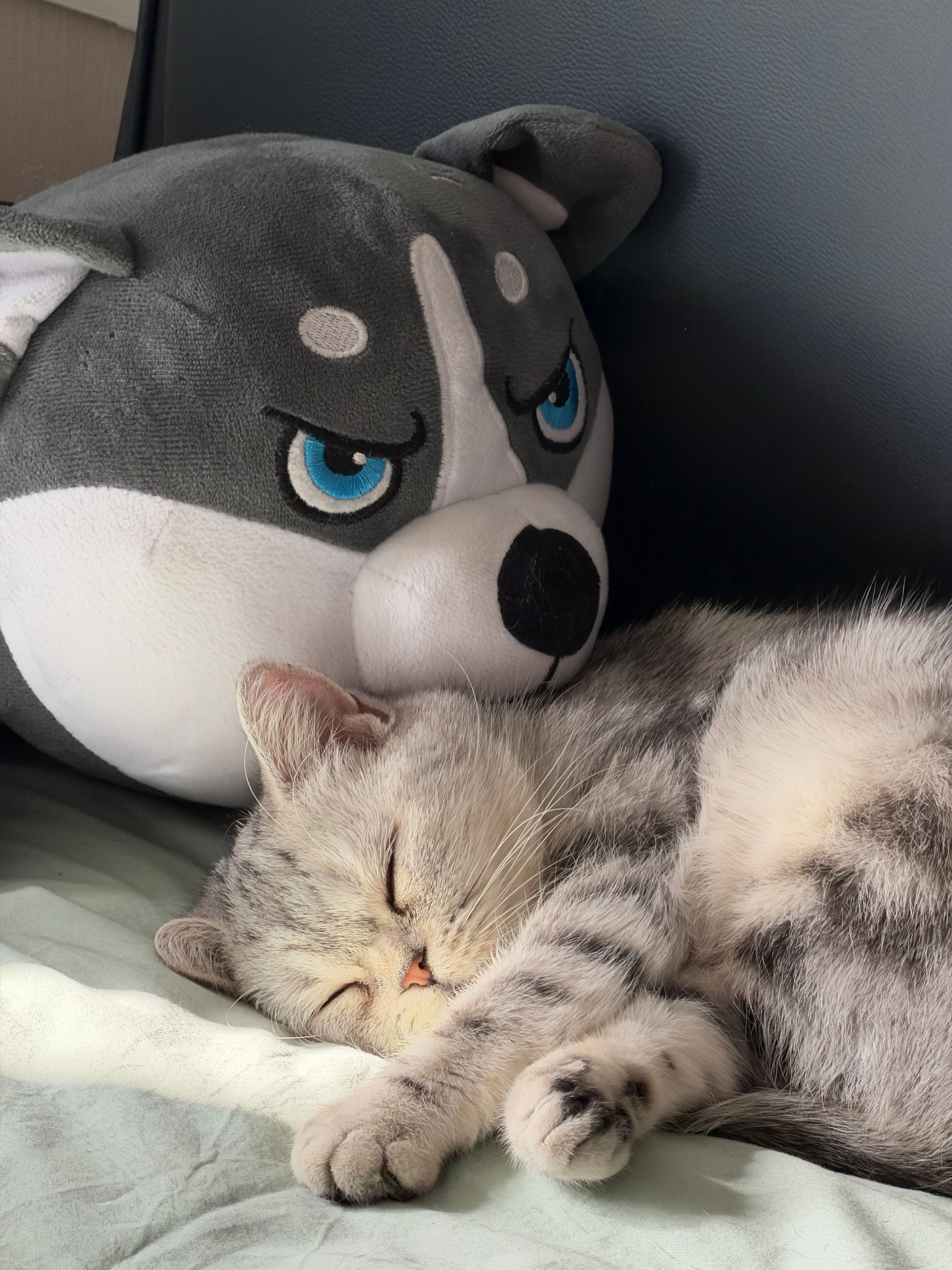 太阳都晒屁股了冰冰还不起床旁边的二哈被衬托得像个忠厚人