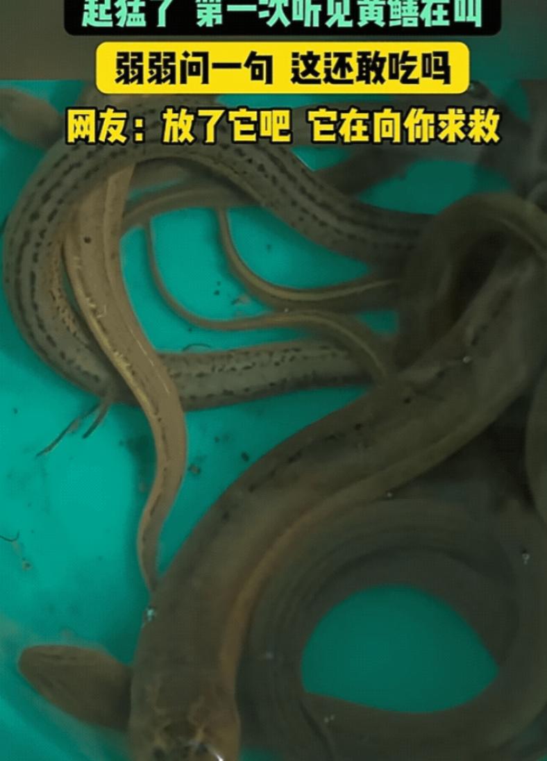 江苏，一大哥抓了几条黄鳝回家准备大快朵颐，刚拿起刀，黄鳝竟叫出声来——"嘤嘤"！