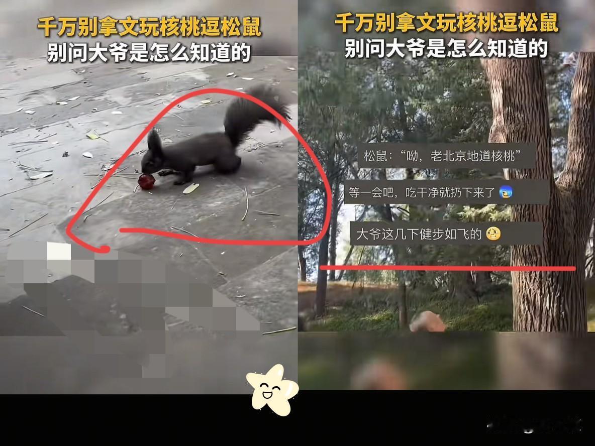 北京，大爷在公园遛弯看到一只小松鼠，一时兴起拿出盘了多年的文玩核桃去逗它，没想到