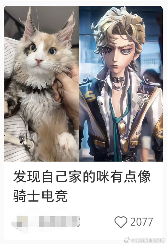 辱猫了 
