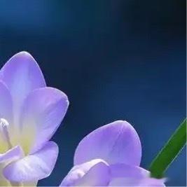 每日一善  小苍兰的种植方法一、土壤：小苍兰适宜生长在疏松、肥沃、排水良好的沙质