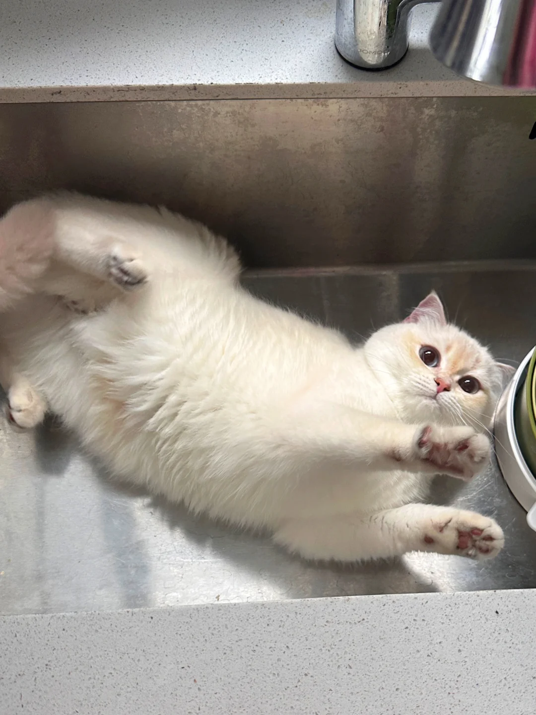 麻麻酱 瓦塔西尊嘟是只小猪吗？