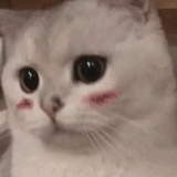 黏仔侃侃美女
