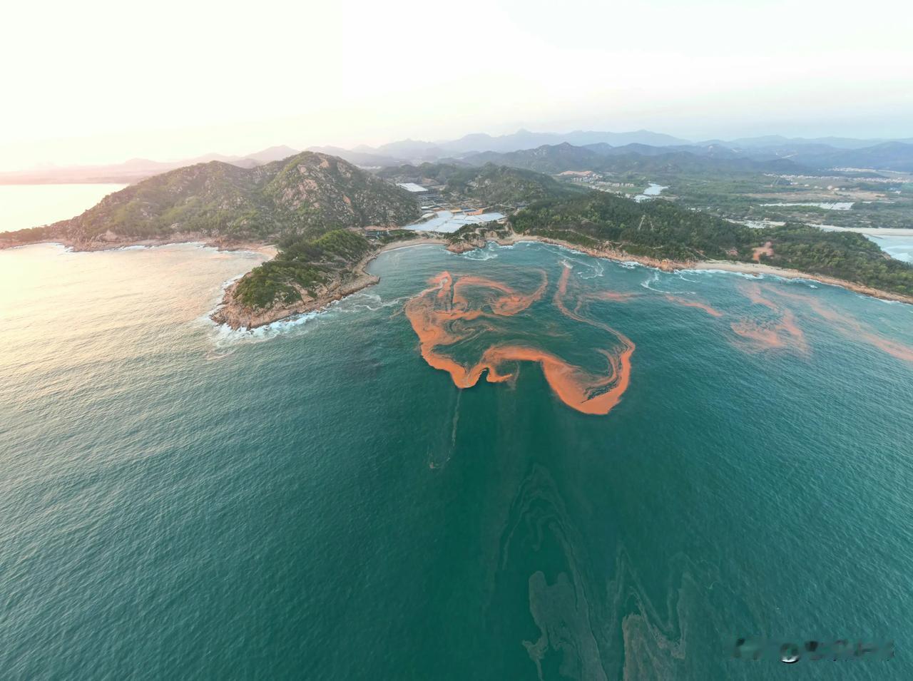 这两天大亚湾海域遇到了这几年来非常罕见的大规模赤潮。或许很多人都看到过赤潮这个字