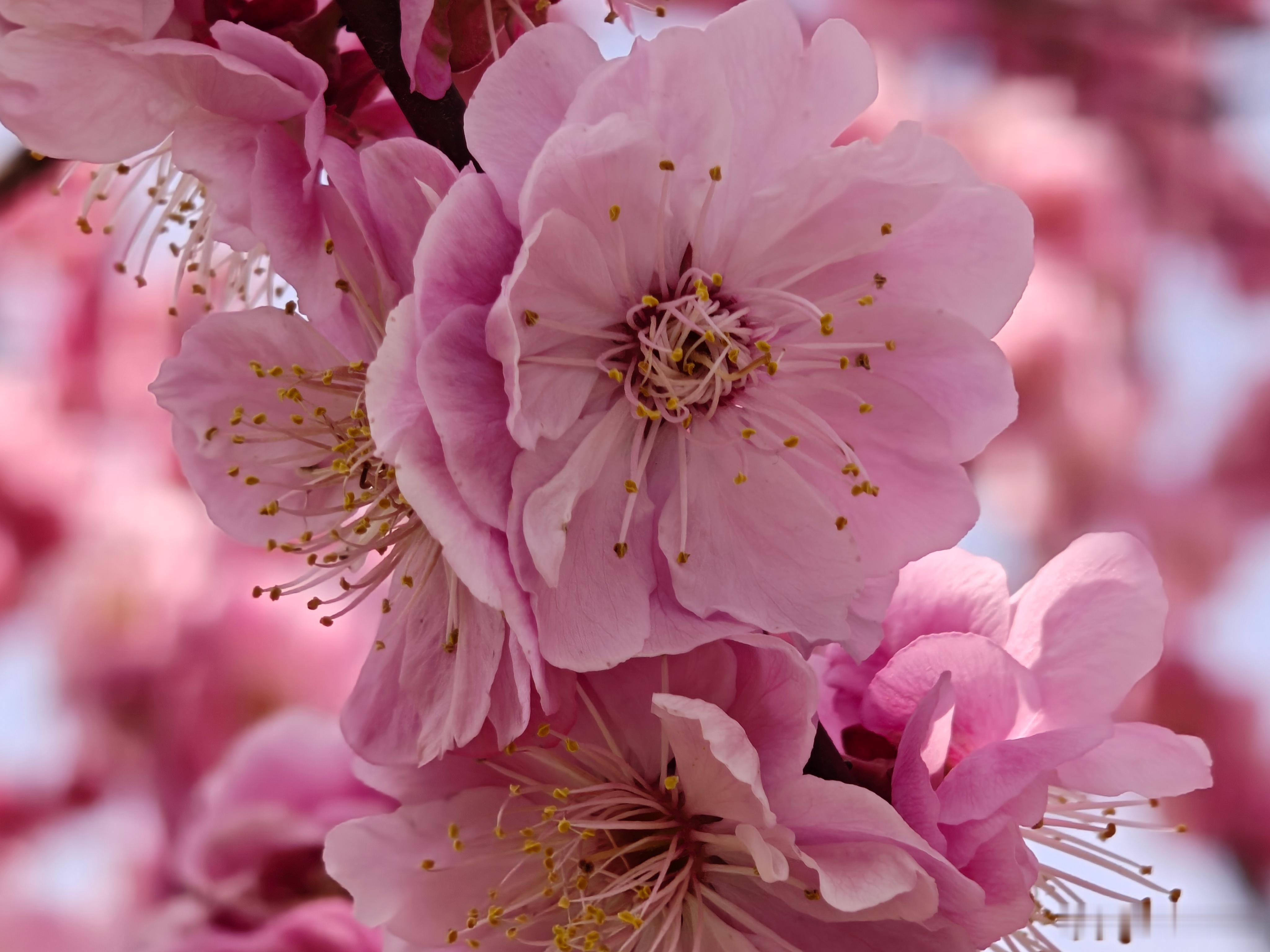 春天终于来了！！！可以看见少许花朵🌹 ​​​