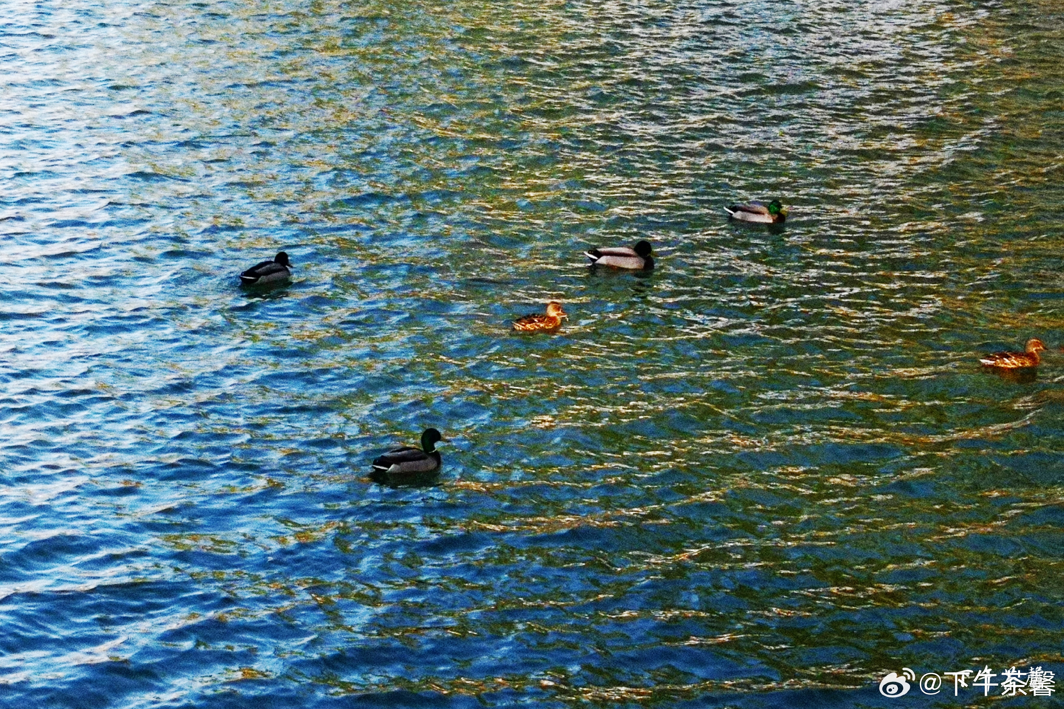 【春天】🌸春日的龙潭湖公园，藏着最鲜活的诗意。岸边垂柳如绿丝绦，轻拂水面；山桃