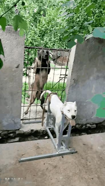 把这孩急得，急上跳下的，拿出去不行吗？