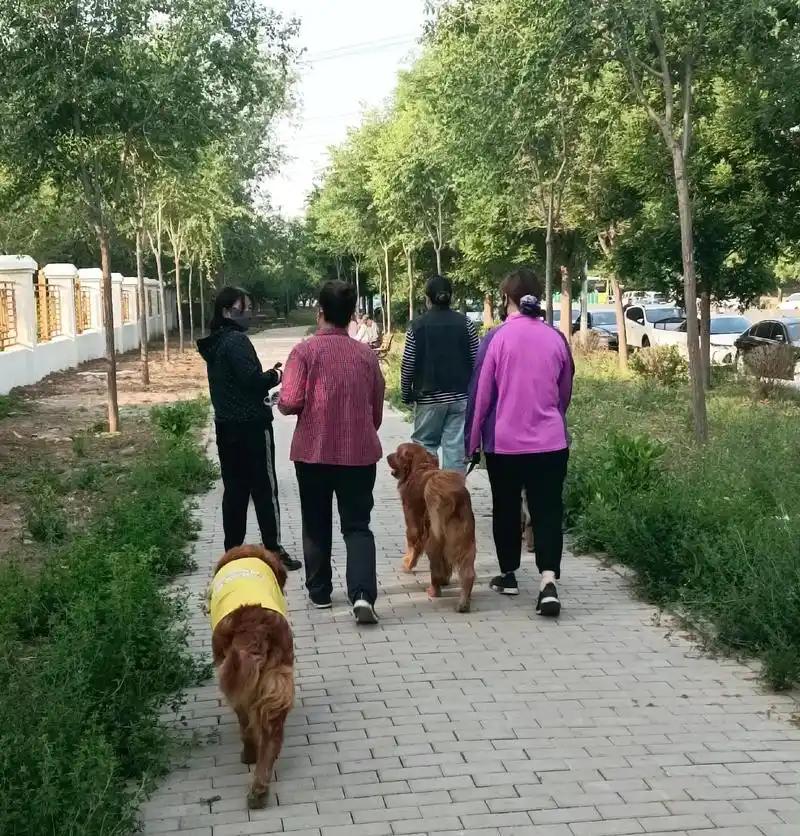 遛狗不牵绳、半夜乱叫？强烈建议用查酒驾的力度治它！
咱们老百姓现在走在小区里，最