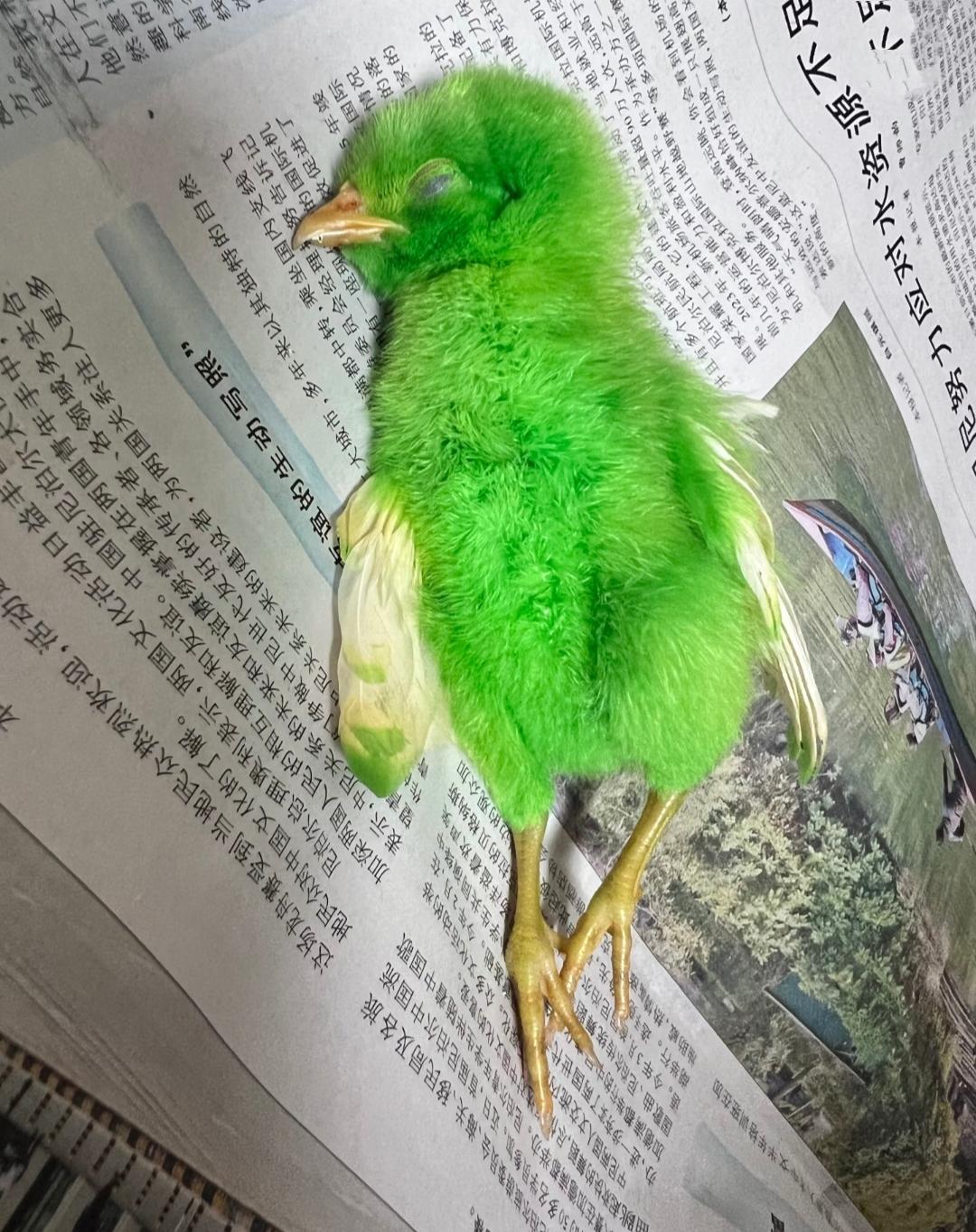 青菜永远的离我们了
怎么突然发现
年龄越大越接受不离开了
从广东老家带回来才两个