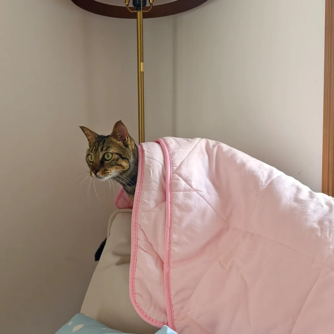 天说冷就冷了，上周中午二十度，昨天晚上下雪。