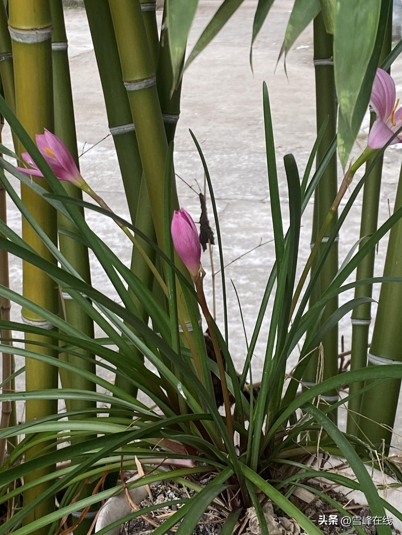 今年春天，我的心愿特别实在。首先就是希望自己能健健康康的，没病没灾比啥都强。毕竟