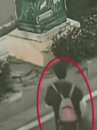 注意安全，远离危险，提醒大家，专心走路 ！