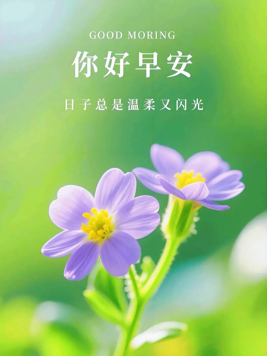 写文案阳光会照亮每一个抬头的人， 生活也会善待每一个认真的人， 起个早，问个好，