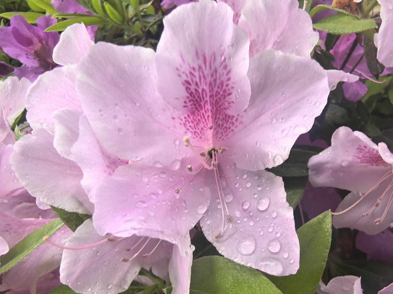 武汉的杜鹃花正艳

[玫瑰][心][玫瑰]

在武汉疗养的这段日子，简直被杜鹃花