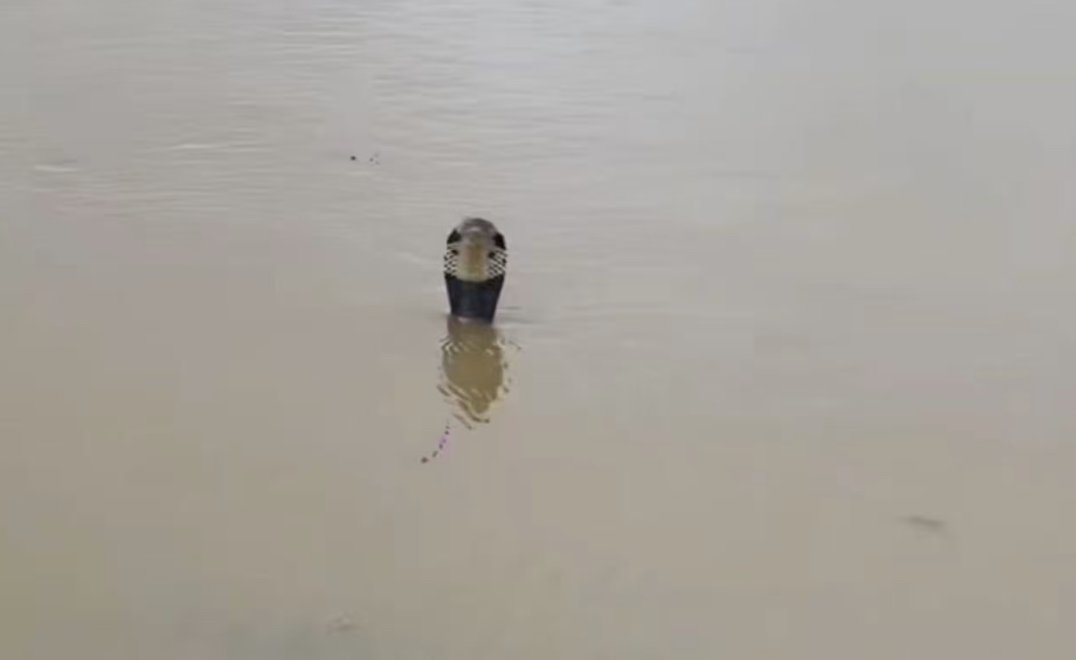 广西这次发大水，这个场面是最吓人的，并且出现因被咬医治不及时而丧命的。 