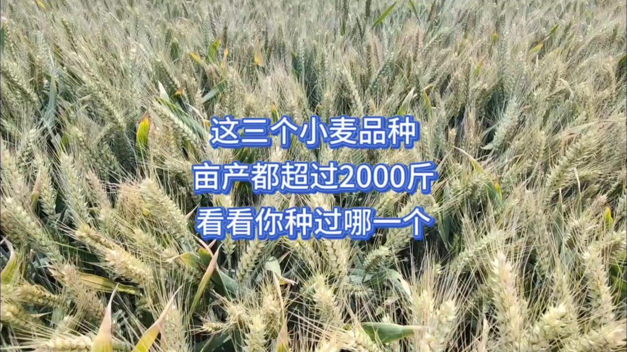随着育种技术发展，小麦单产纪录不断被刷新，种地底气越来越足。今天给大家介绍3个亩