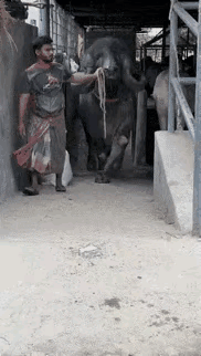 在现实生活中，从来没有看到过这么大的牛，这头牛长得和野牛有点像，从蹄子到后背，高