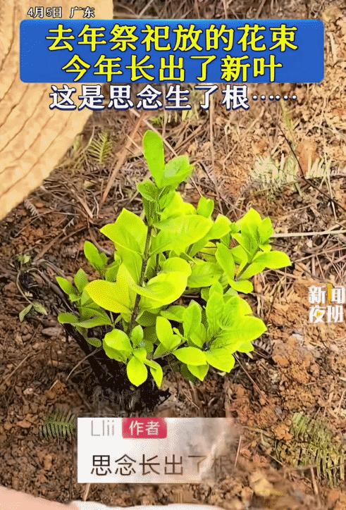 看哭了！广东，女子清明节去扫墓。突然，她发现去年放的一束花，今年长出了枝芽。网友