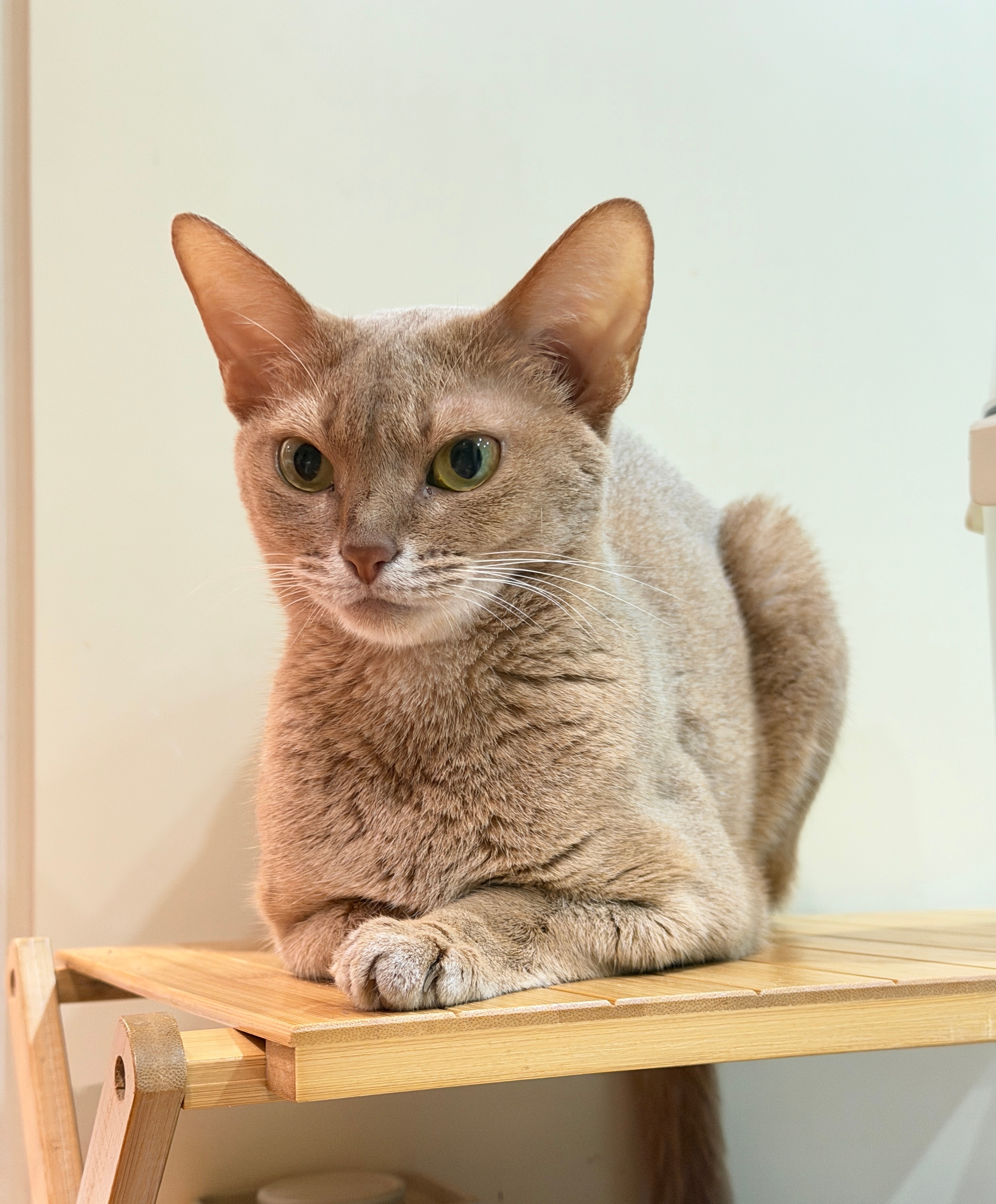 不用去埃及就能看狮身猫面像 
