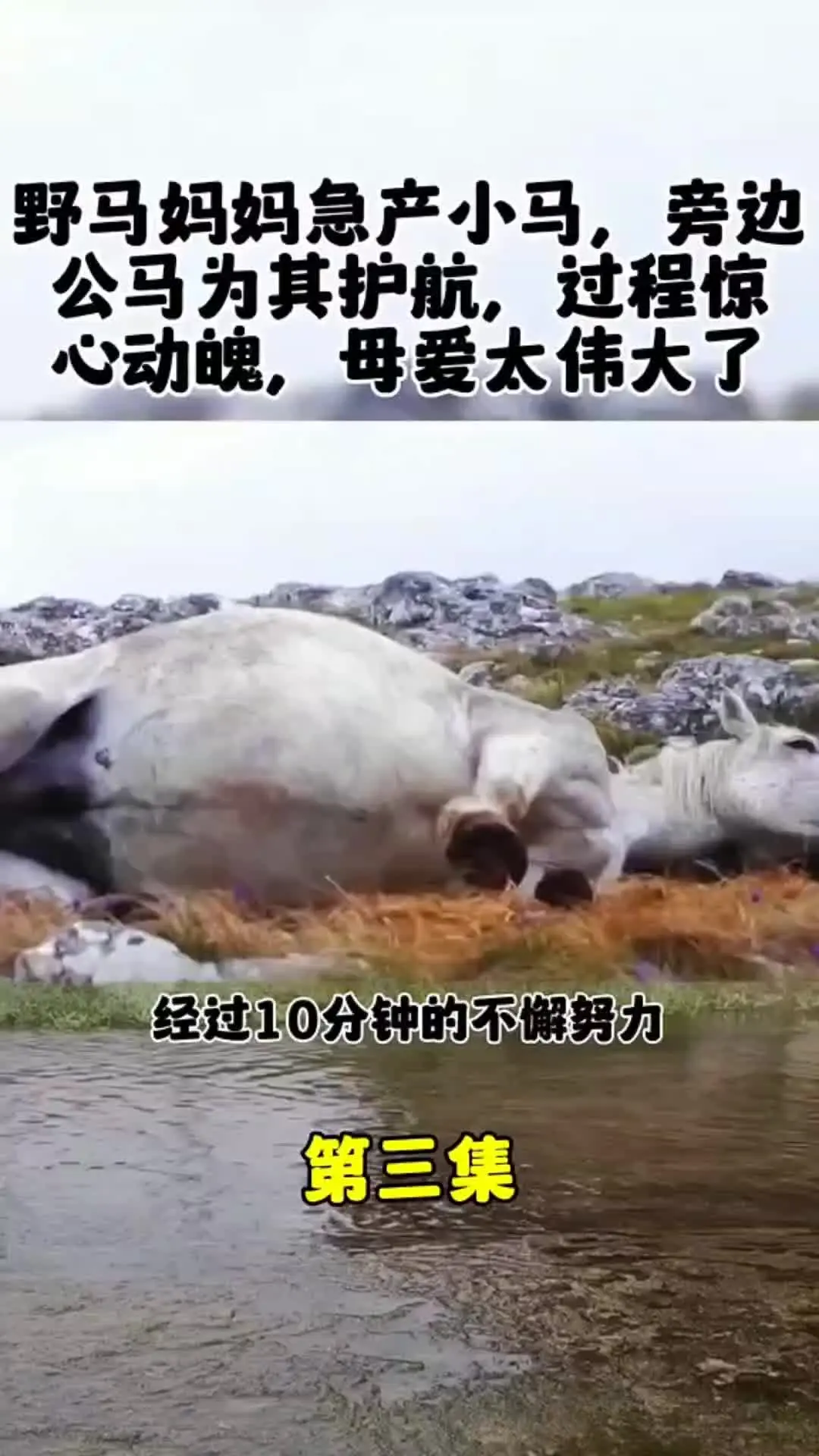 动物世界 动物的迷惑行为 我的观影报告