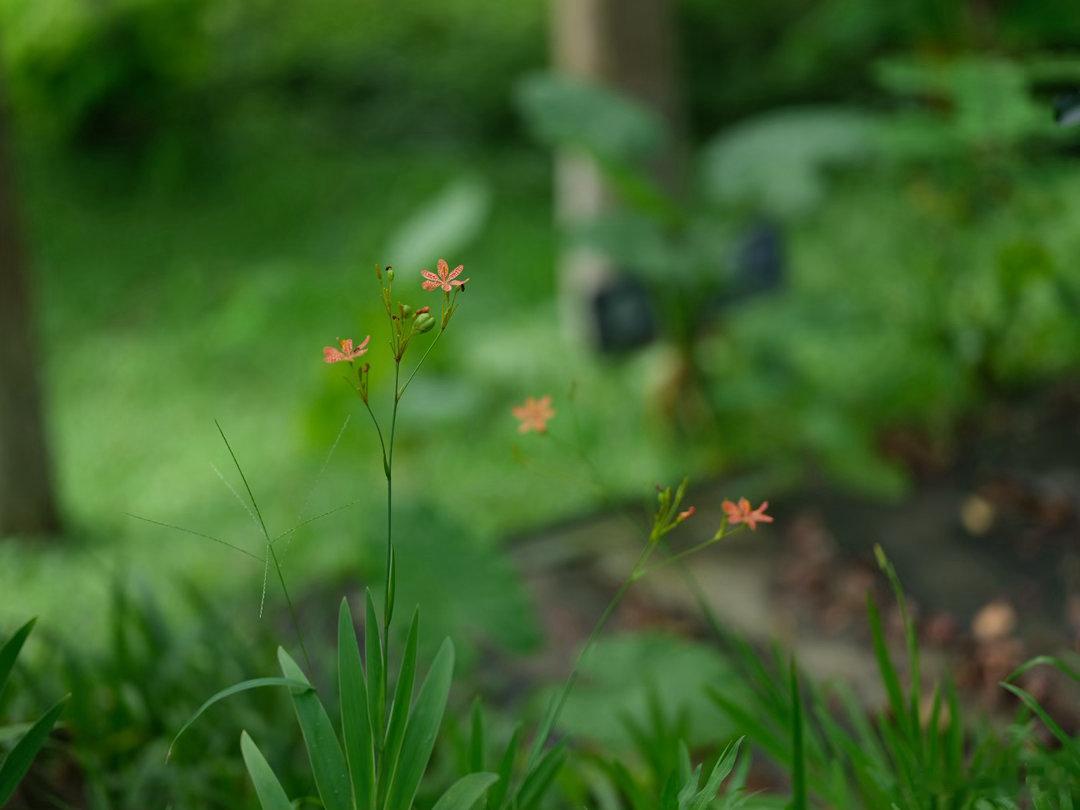 每一天的随手拍，雨天即景记录生活记录美好生活 富士GFX50S GF110 2 