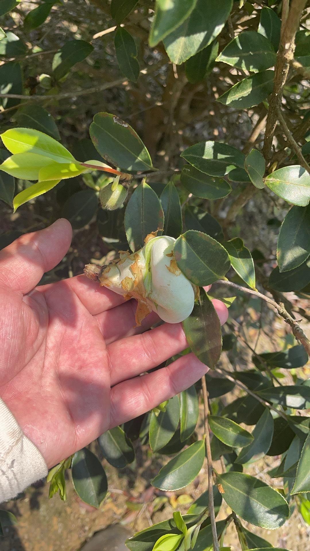 春风拂过枝头，嫩芽悄悄舒展，
暖阳洒在身上温柔又治愈。
闲时漫步郊野，看花开听风