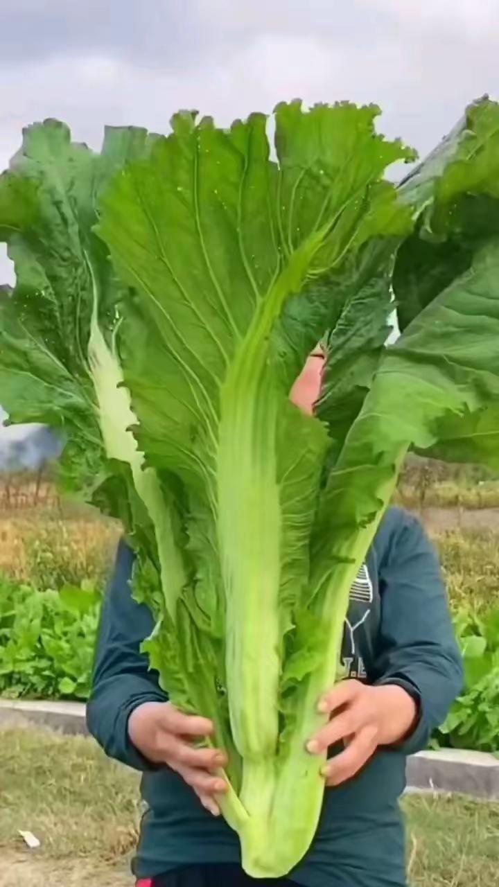 既然一片菜叶，
便能攻陷推荐页。
那我也来，
凑一下这热闹。
 
流量至上的时空