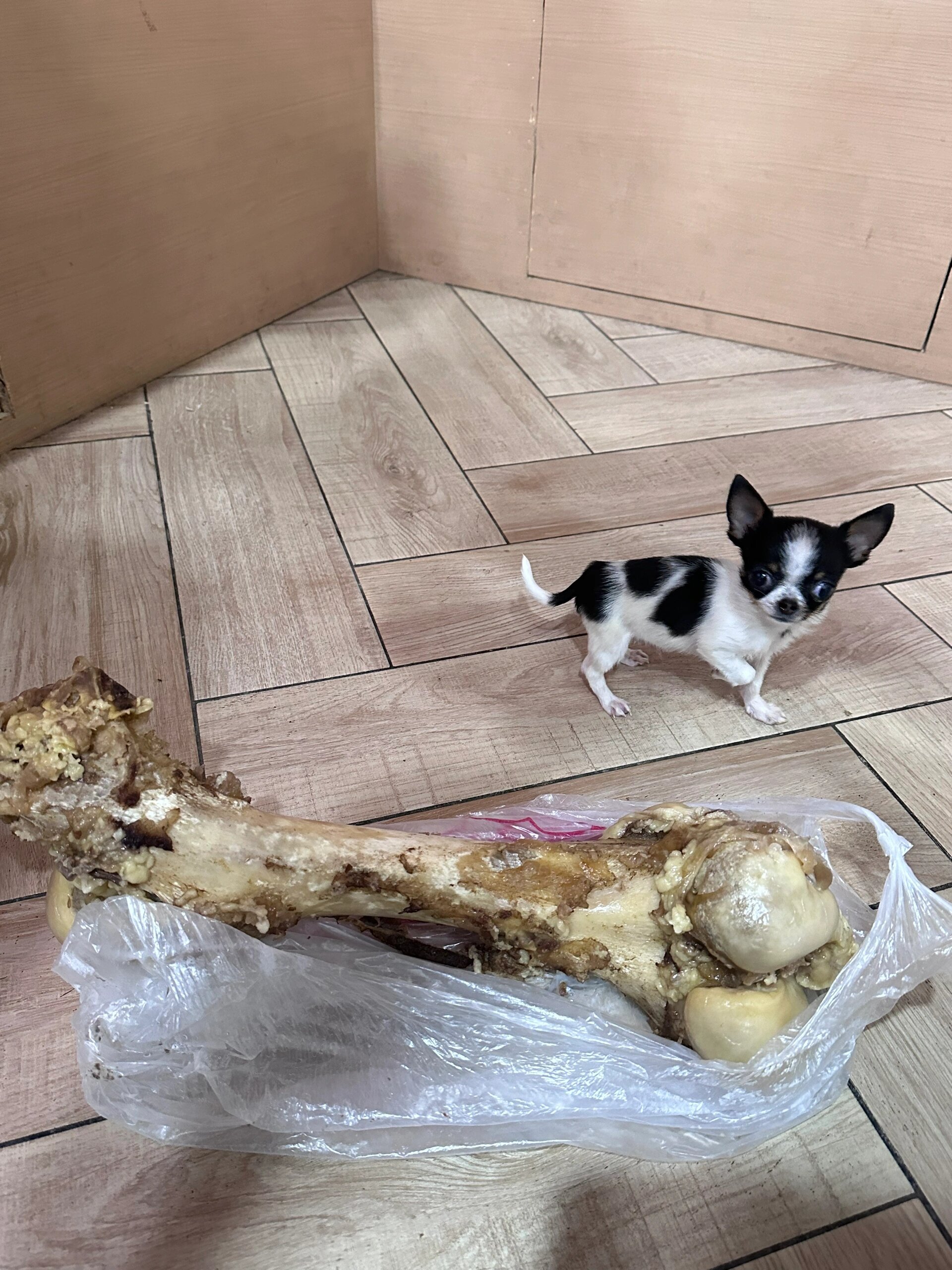 当我问老板要一根骨头给狗狗时#龙年造梗大赛# ​​​