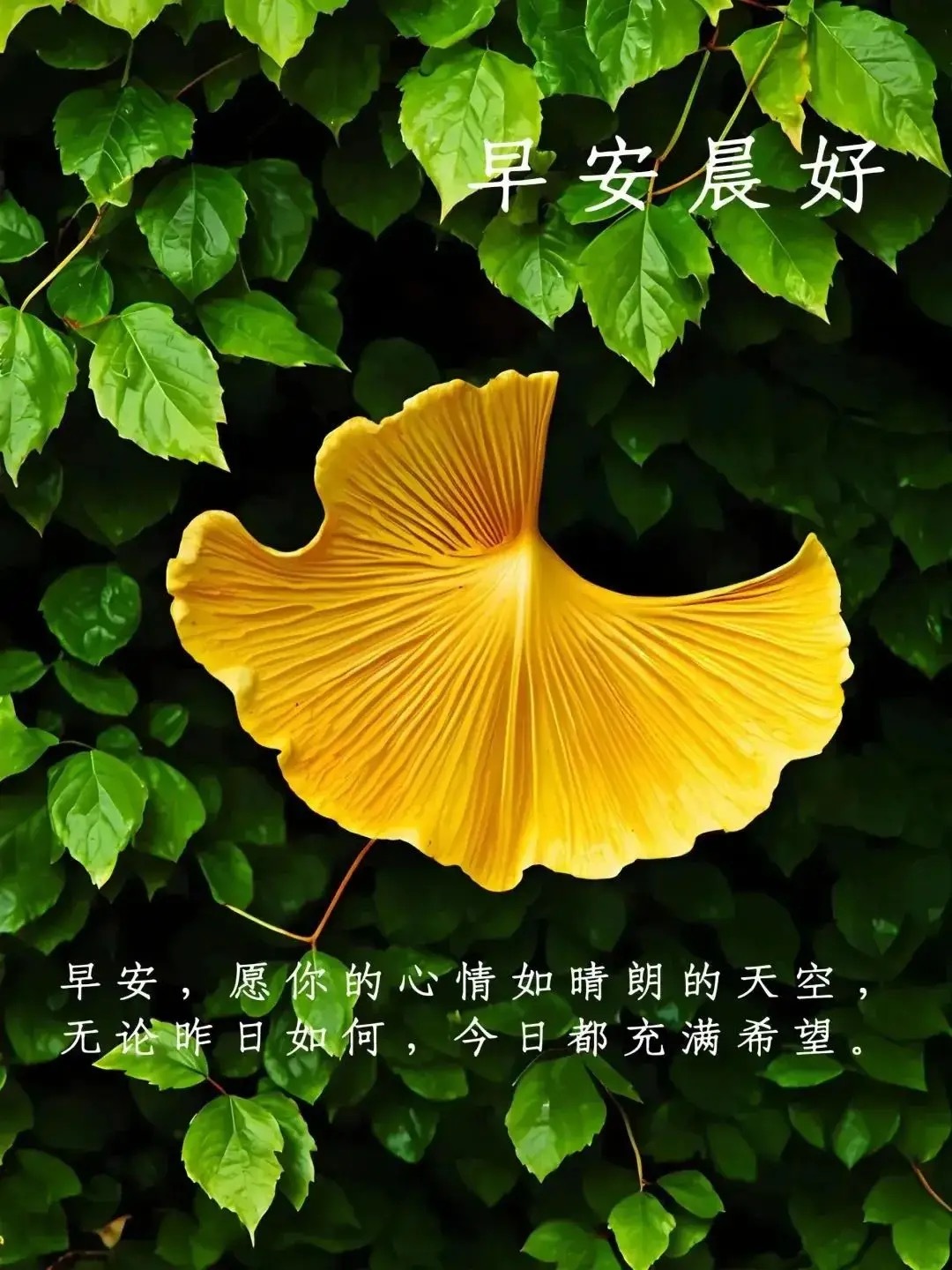 2026-1-7，星期三，晴🌤晨光如哲人之眼，洞见昨日之暗，照亮今日之途。愿你