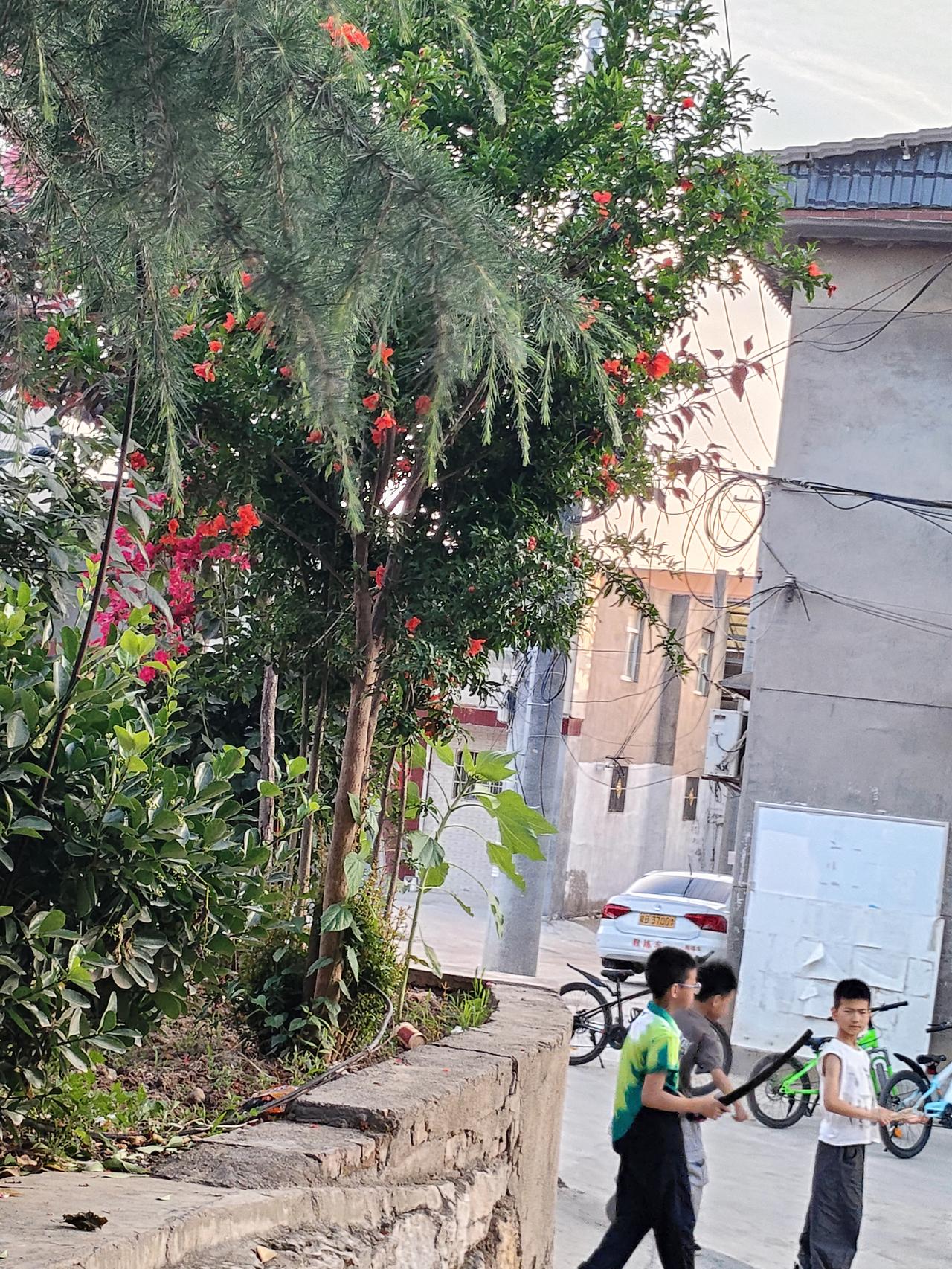记录我的2026老街闲夏，榴花灼灼缀满枝头，孩童伴着晚风嬉笑路过，寻常巷陌里藏着