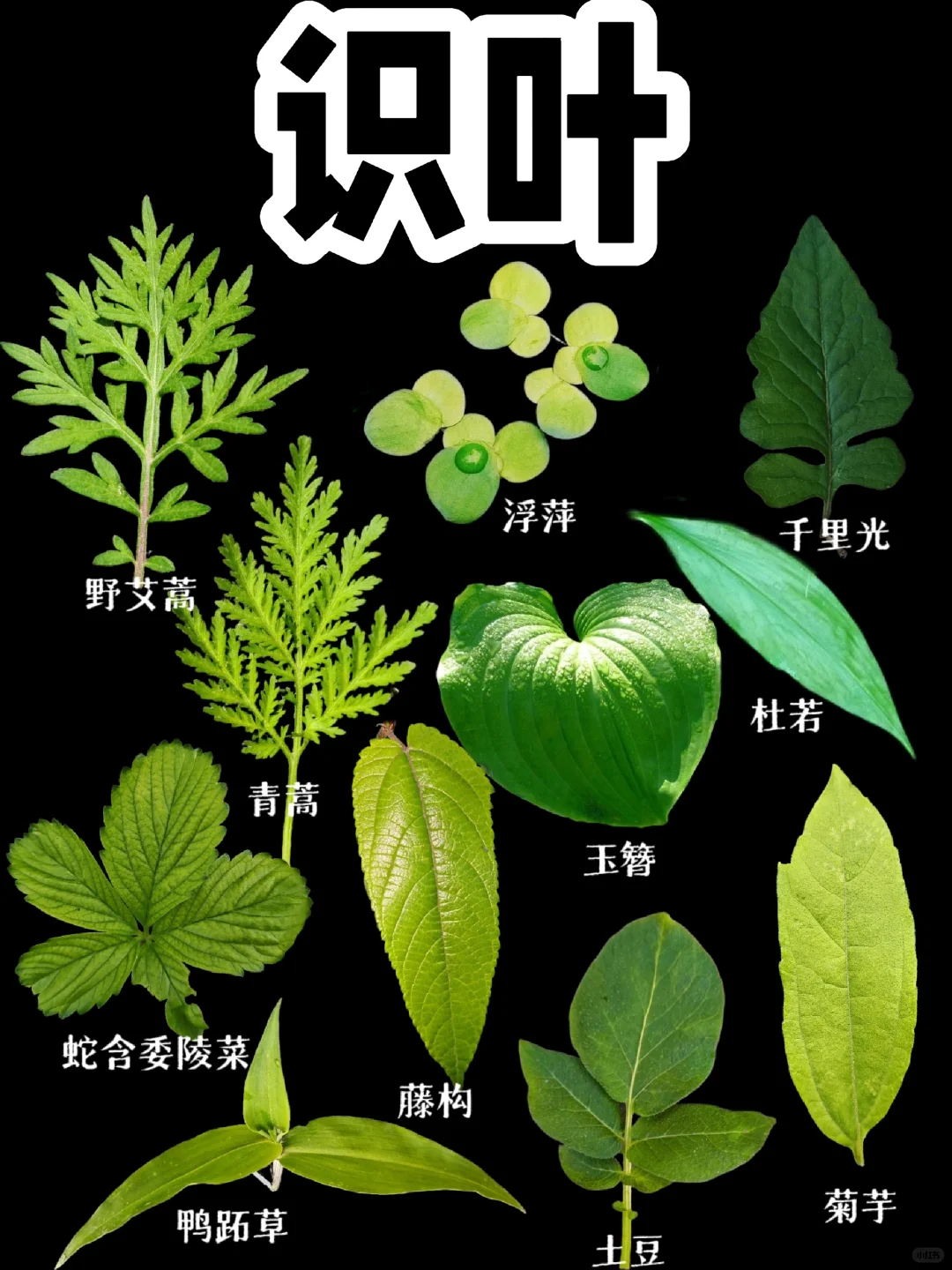 【识叶】图中植物药用价值也很大哦